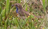 Blauwborst (male) mei - 002